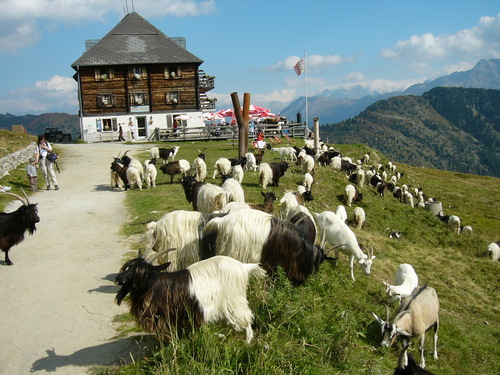 © Huisje in de Alpen